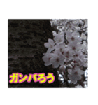 桜の写真に春に使えそうな言葉（個別スタンプ：13）