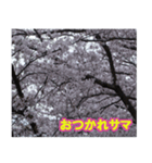 桜の写真に春に使えそうな言葉（個別スタンプ：14）
