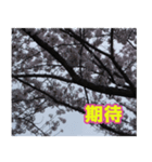 桜の写真に春に使えそうな言葉（個別スタンプ：16）