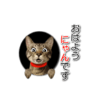 暗い穴ぐらを好む猫【こてつ】（個別スタンプ：1）