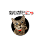 暗い穴ぐらを好む猫【こてつ】（個別スタンプ：5）