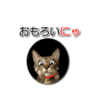 暗い穴ぐらを好む猫【こてつ】（個別スタンプ：18）