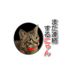 暗い穴ぐらを好む猫【こてつ】（個別スタンプ：22）