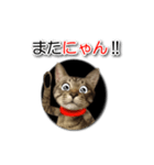 暗い穴ぐらを好む猫【こてつ】（個別スタンプ：24）