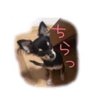 ちょこたスタンプ（個別スタンプ：2）