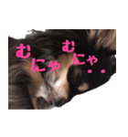 ちょこたスタンプ（個別スタンプ：5）