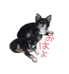 ちょこたスタンプ（個別スタンプ：8）