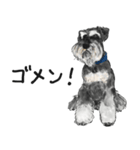 Miniature Schnauzer - by Rintarou（個別スタンプ：4）