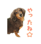 トイプードルのデジラッテ（個別スタンプ：2）