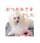 トイプードルのデジラッテ（個別スタンプ：5）