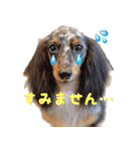 トイプードルのデジラッテ（個別スタンプ：8）