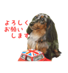 トイプードルのデジラッテ（個別スタンプ：21）