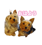 ヨーキー組（個別スタンプ：1）