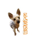 ヨーキー組（個別スタンプ：3）