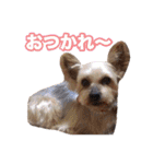 ヨーキー組（個別スタンプ：6）