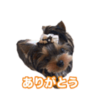 ヨーキー組（個別スタンプ：9）