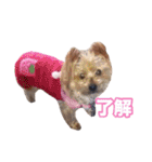 ヨーキー組（個別スタンプ：15）