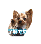 ヨーキー組（個別スタンプ：16）