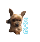 ヨーキー組（個別スタンプ：18）