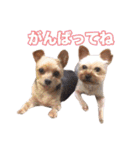 ヨーキー組（個別スタンプ：19）