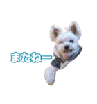 ヨーキー組（個別スタンプ：20）