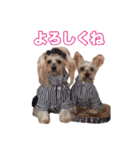 ヨーキー組（個別スタンプ：22）