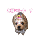 ヨーキー組（個別スタンプ：24）