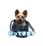 ヨーキー組（個別スタンプ：25）