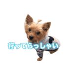 ヨーキー組（個別スタンプ：26）