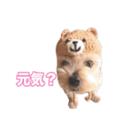 ヨーキー組（個別スタンプ：29）