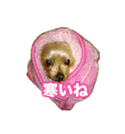 ヨーキー組（個別スタンプ：30）