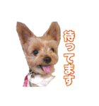 ヨーキー組（個別スタンプ：32）