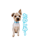 ヨーキー組（個別スタンプ：33）
