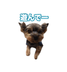 ヨーキー組（個別スタンプ：34）