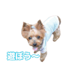 ヨーキー組（個別スタンプ：35）