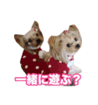 ヨーキー組（個別スタンプ：36）