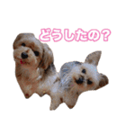 ヨーキー組（個別スタンプ：39）