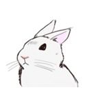 Adorable White Rabbit（個別スタンプ：2）