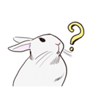 Adorable White Rabbit（個別スタンプ：12）