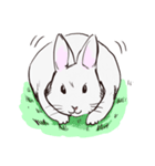 Adorable White Rabbit（個別スタンプ：34）