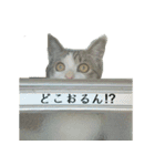 猫のJ君（個別スタンプ：23）