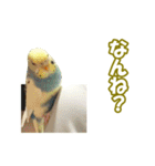 セキセイインコのチャコティ（個別スタンプ：2）