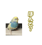 セキセイインコのチャコティ（個別スタンプ：3）