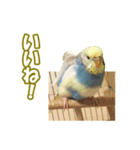 セキセイインコのチャコティ（個別スタンプ：5）