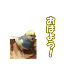 セキセイインコのチャコティ（個別スタンプ：6）