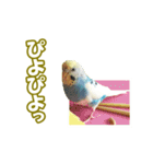 セキセイインコのチャコティ（個別スタンプ：11）