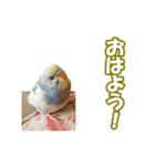 セキセイインコのチャコティ（個別スタンプ：17）