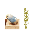 セキセイインコのチャコティ（個別スタンプ：18）