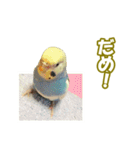 セキセイインコのチャコティ（個別スタンプ：20）