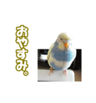 セキセイインコのチャコティ（個別スタンプ：23）